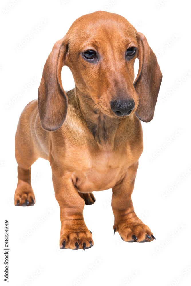 red dachshund puppy on isolated white