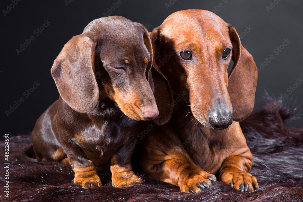 two red and chocolate dachshund dogs