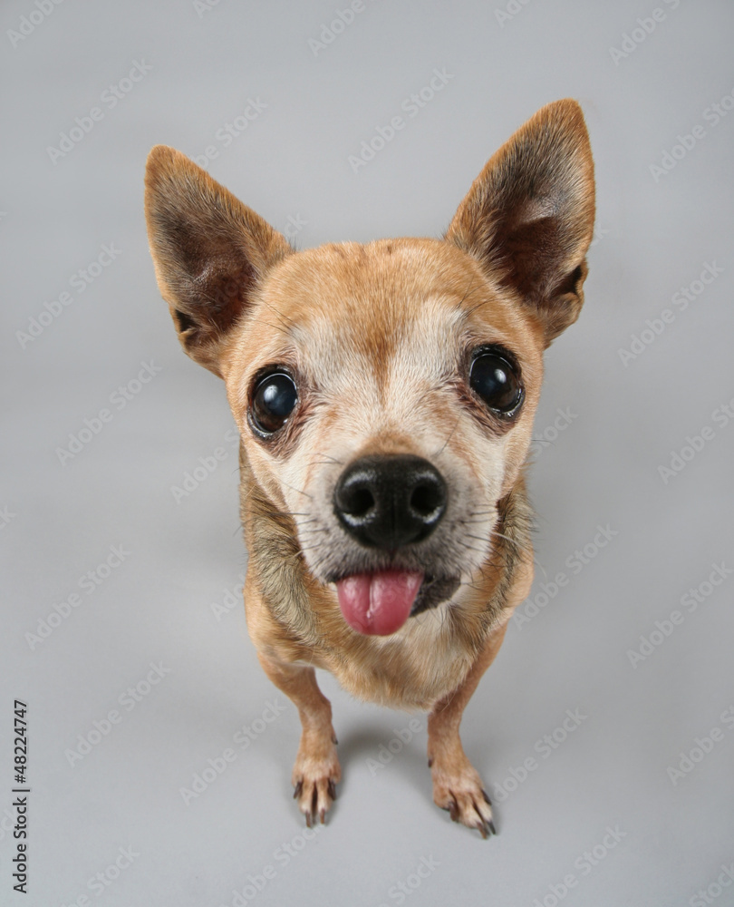 a cute chihuahua on a gray background