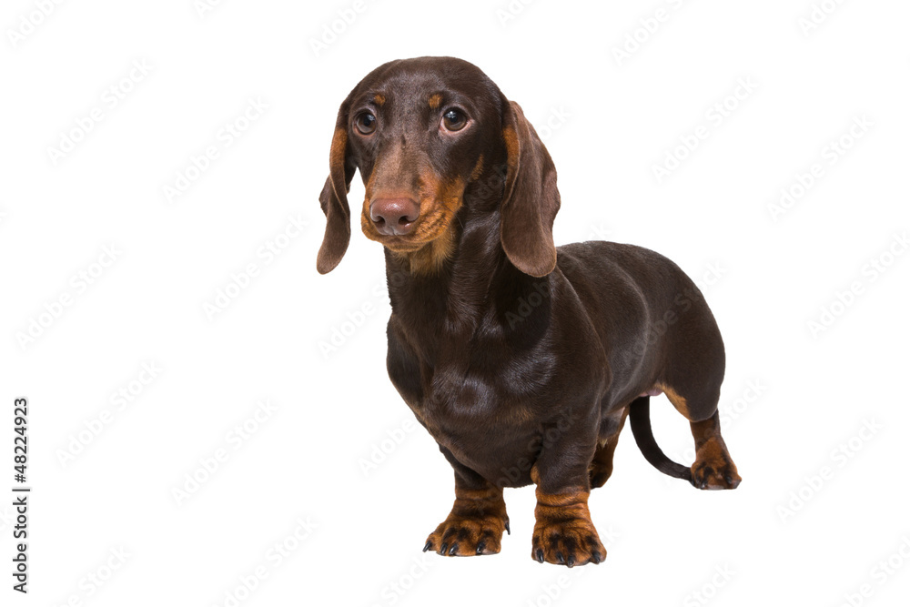 chocolate dachshund puppy on isolated white