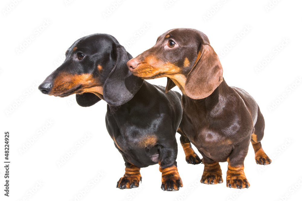 black and chocolate dachshund dogs on isolated white