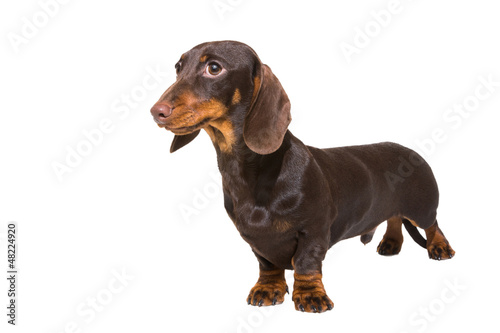 chocolate dachshund puppy on isolated white © oxilixo