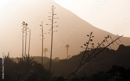 romantic sunset with standalone trees in volcanic area photo