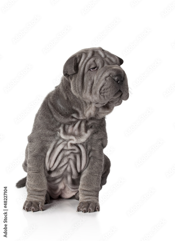 Portrait of sharpei puppy dog