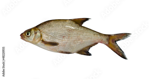 silver bream lake fish closeup isolated on white