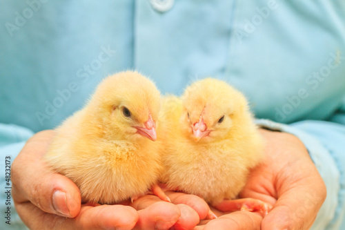 chick