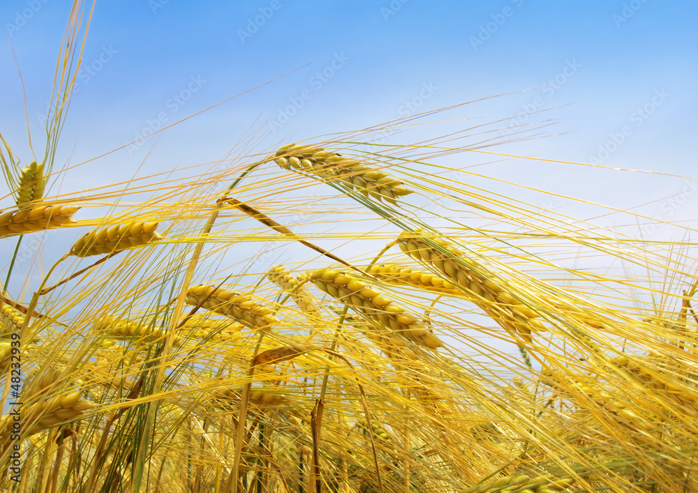 Yellow grain ready for harvest growing in a farm field Yellow grain ready for harvest growing in a farm field