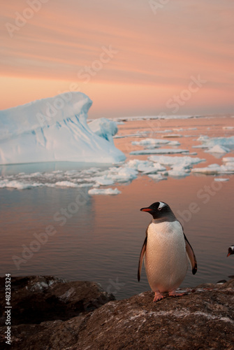 Gentoo penguin (Pygoscelis papua) at sunset.