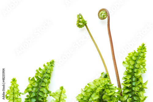 delicate light green fern leaves