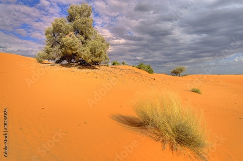 Kalahari sand dune showing adaptive desert vegetation