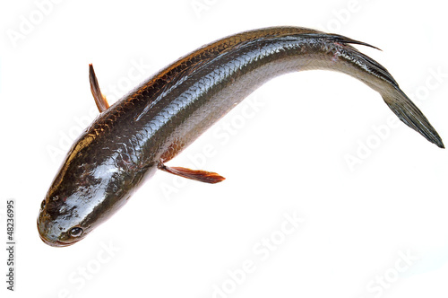 Giant snakehead fish photo