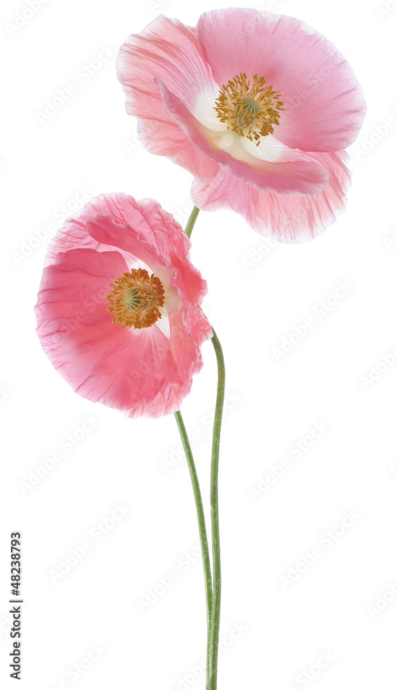 Naklejka premium poppy