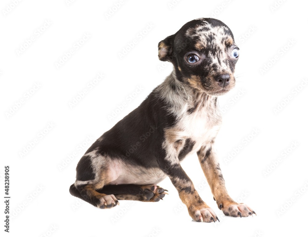 Obraz premium Chihuahua