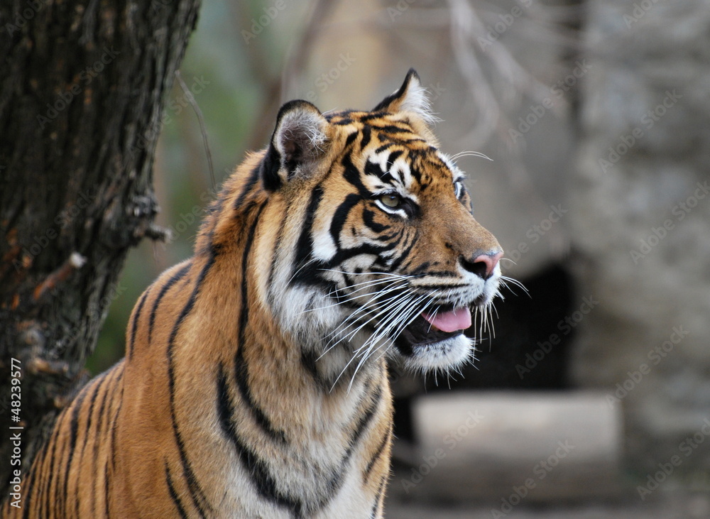 Tiger Tiger