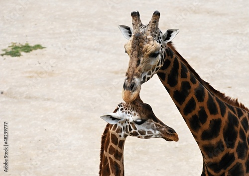 Photography Cuddling giraffes