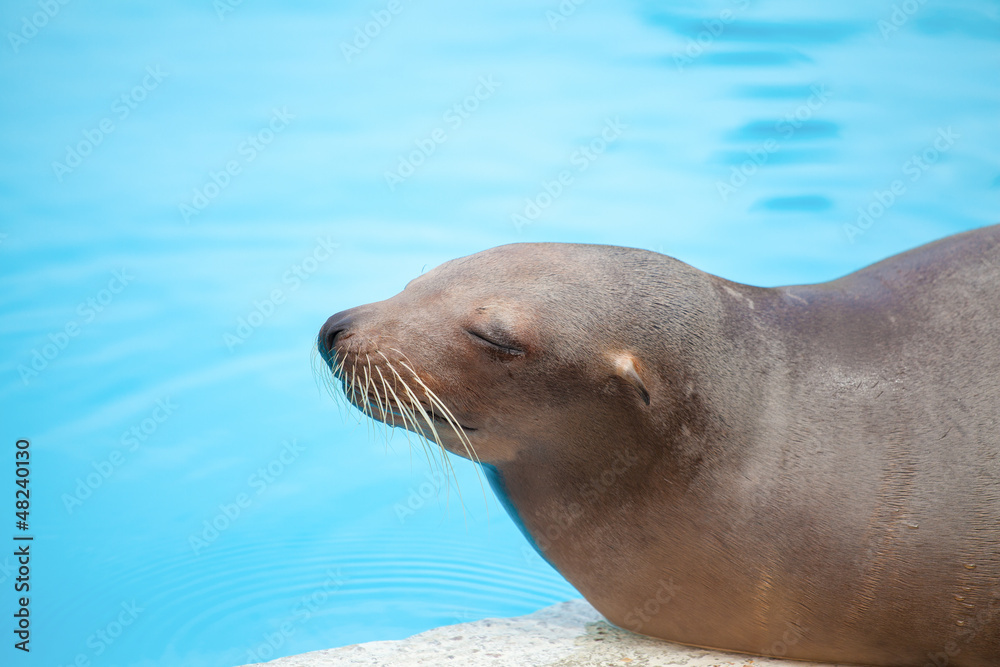 Fototapeta premium sea lion