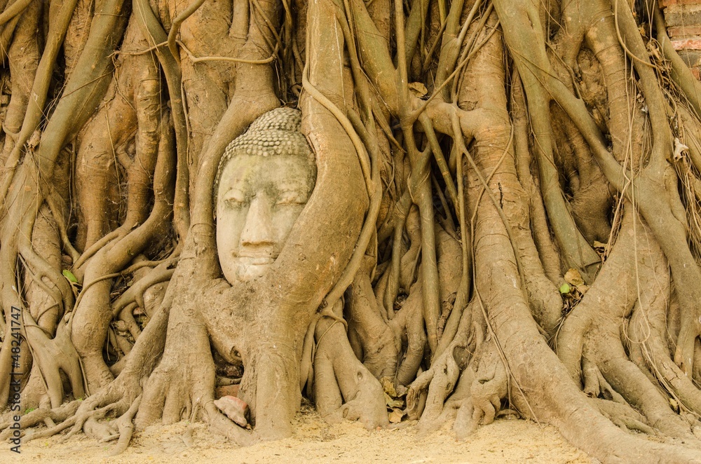 Buddha head in the tree. Buddha head in the tree.