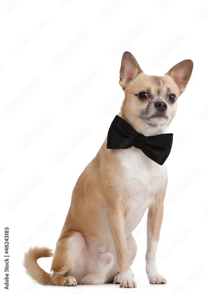 Pale yellow doggy with bow tie, isolated on white Pale yellow doggy with bow tie, isolated on white