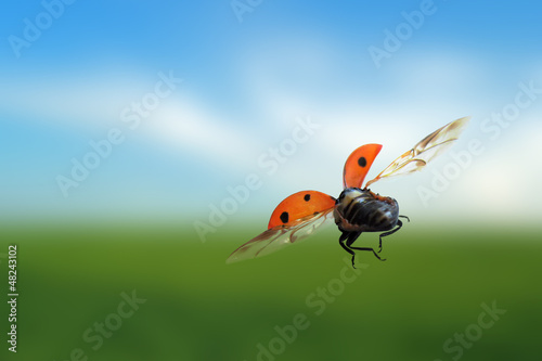 Ladybug flying over a green field