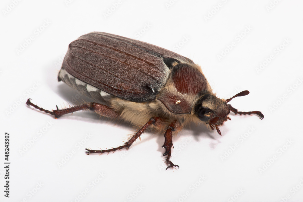 Naklejka premium Cockchafer on a white background