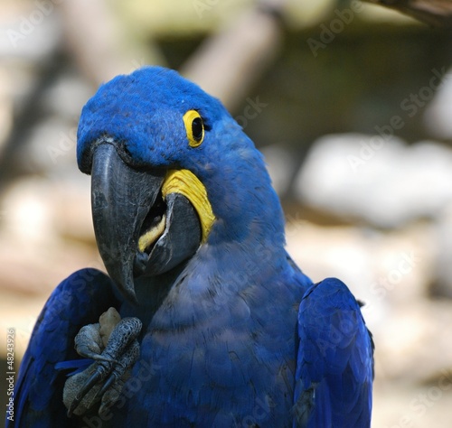Hyacinth Macaw © catchenka