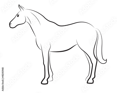 Horse isolated on white
