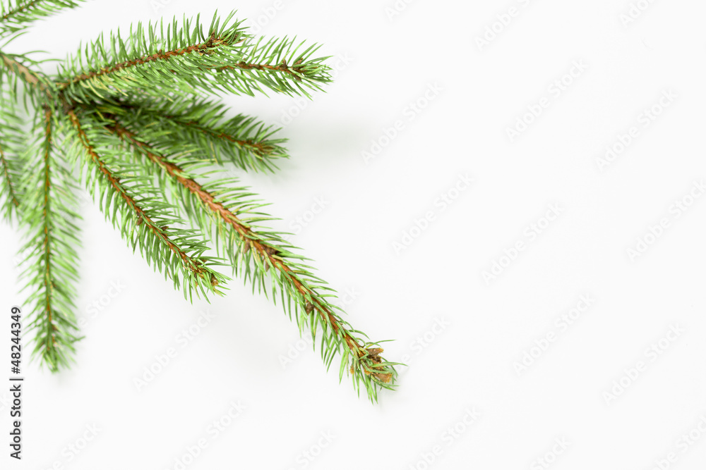 Obraz premium Christmas Tree Branch