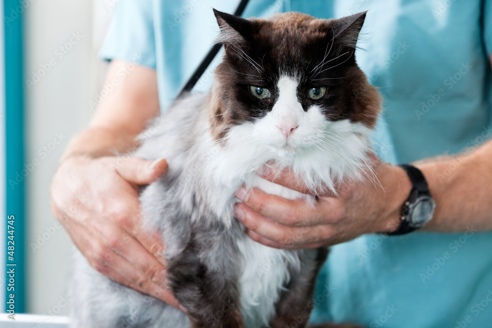 Mid Section Of Male Veterinarian Doctor Examining A Cat Mid Section Of Male Veterinarian Doctor Examining A Cat
