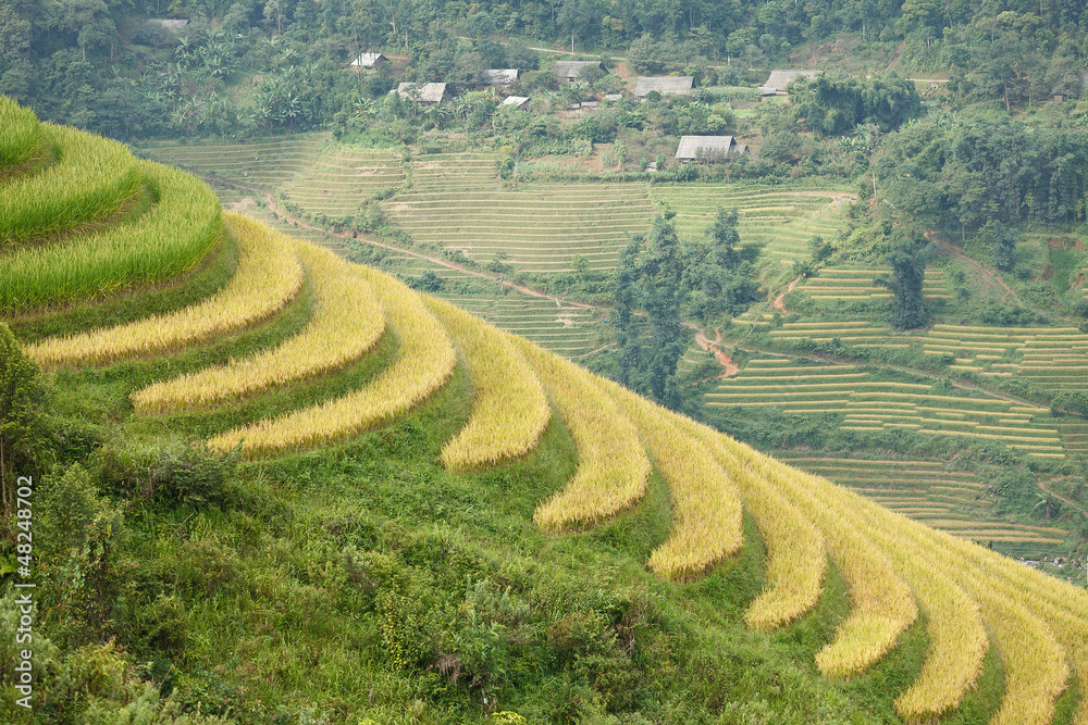 Rice terraces in the mountains