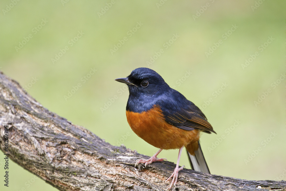 male White-rumped Shama,Copsychus malabaricus male White-rumped Shama,Copsychus malabaricus