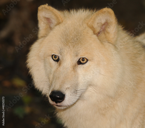 portrait of a white arctic wolf © Alexandra Giese