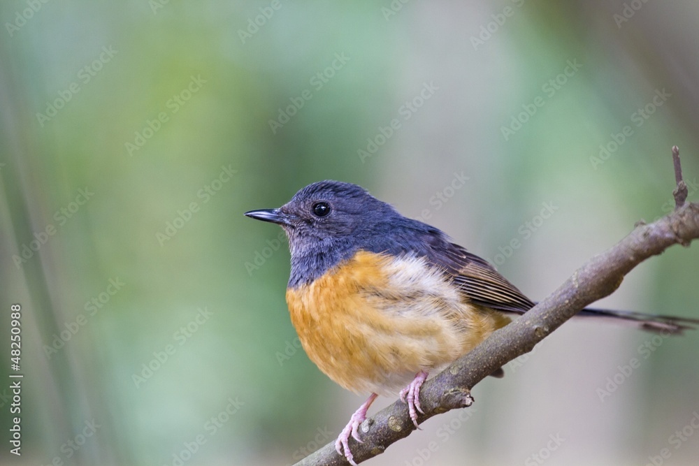 Fototapeta premium female White-rumped Shama,Copsychus malabaricus
