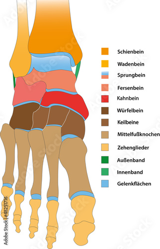 Sprunggelenk und Fuß - Aufsicht