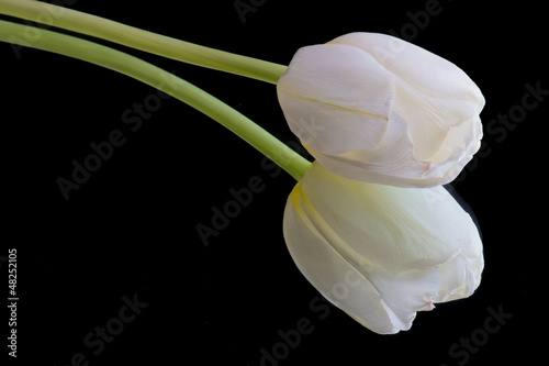 Fototapeta Naklejka Na Ścianę i Meble -  Tulipe blanche sur fond noir