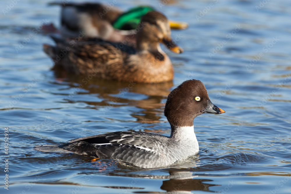 Bucephala clangula, Common Goldeneye. Bucephala clangula, Common Goldeneye.