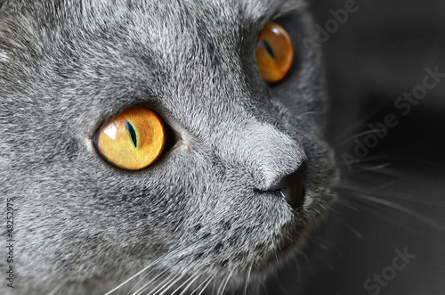 Fototapeta Naklejka Na Ścianę i Meble -  British Shorthair blue cat in detail