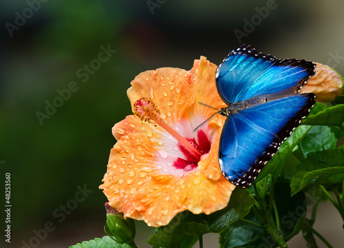 Blue Morpho butterfly on yellow hibiscus flower #48253560