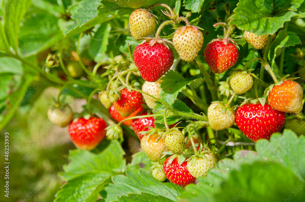 Strawberry bush growing in the garden Strawberry bush growing in the garden