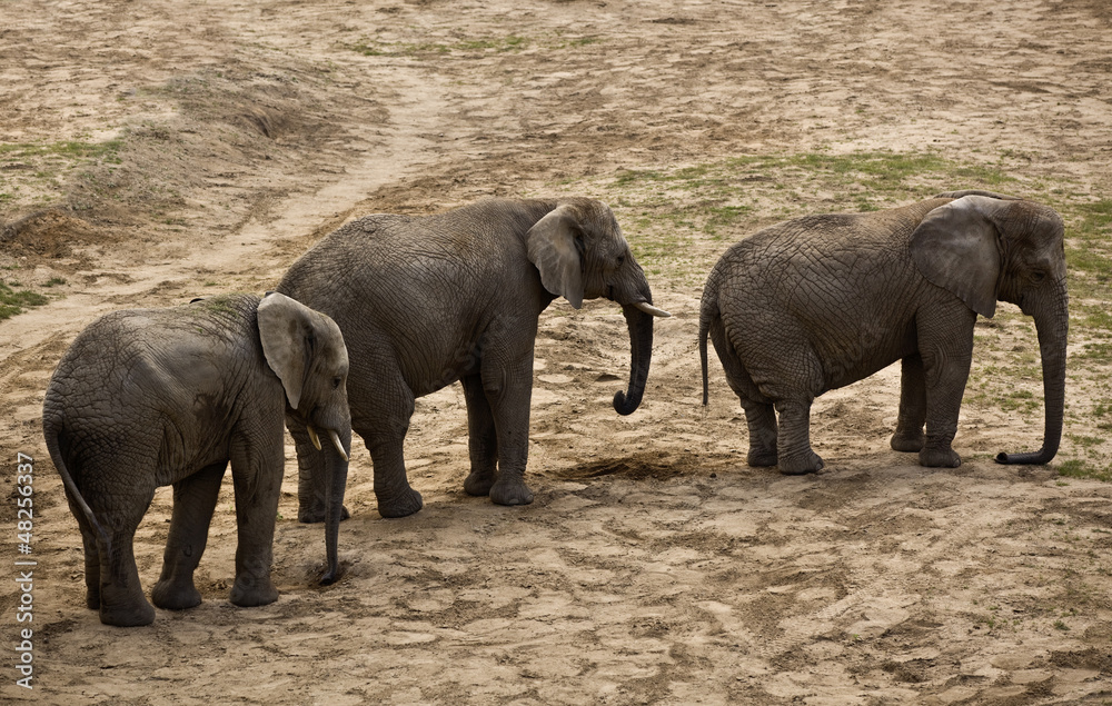 Fototapeta premium elephants (Loxodonta africana)