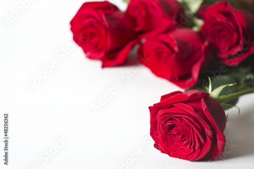Fototapeta Naklejka Na Ścianę i Meble -  The red rose is a white background