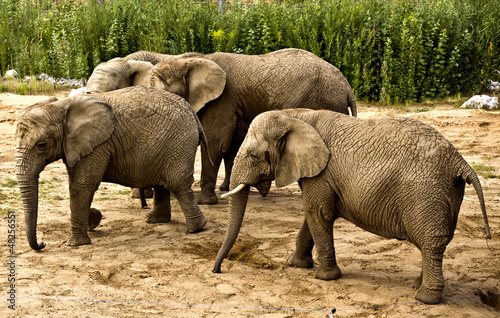 elephants (Loxodonta africana)