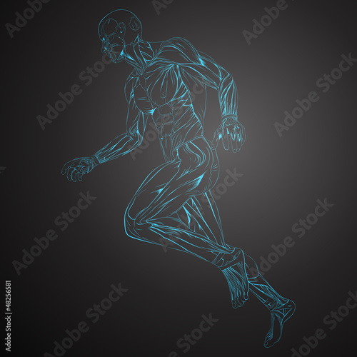 Vector Illustration of Human Muscle Anatomy