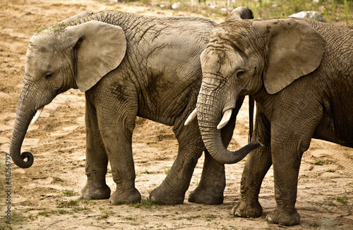 elephants (Loxodonta africana) photo