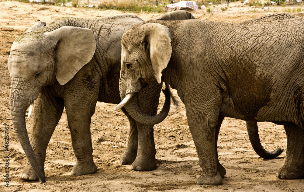 Fototapeta premium elephants (Loxodonta africana)