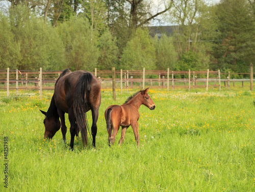 Foal and its mother in a field