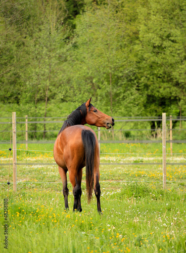 brown horse in a green meadow