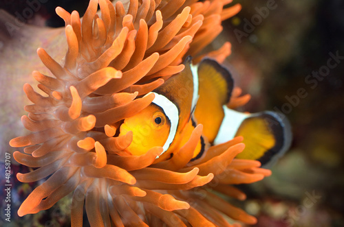 clownfish in marine aquarium