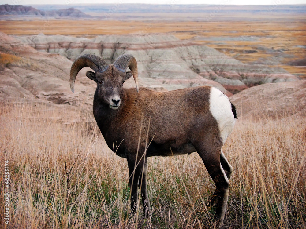 Bighorn Sheep Badlands National Park, South Dakota, Bighorn Sheep Badlands National Park, South Dakota,