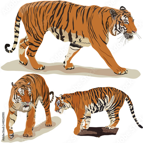 Fototapeta Naklejka Na Ścianę i Meble -  Big Tigger