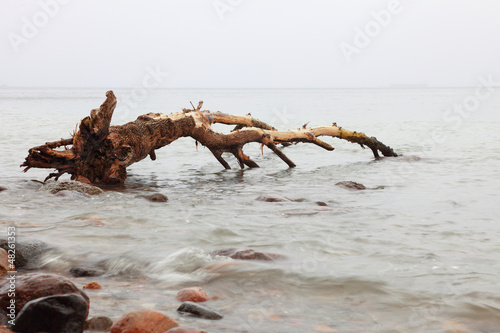 Stones in sea water tree root autumn